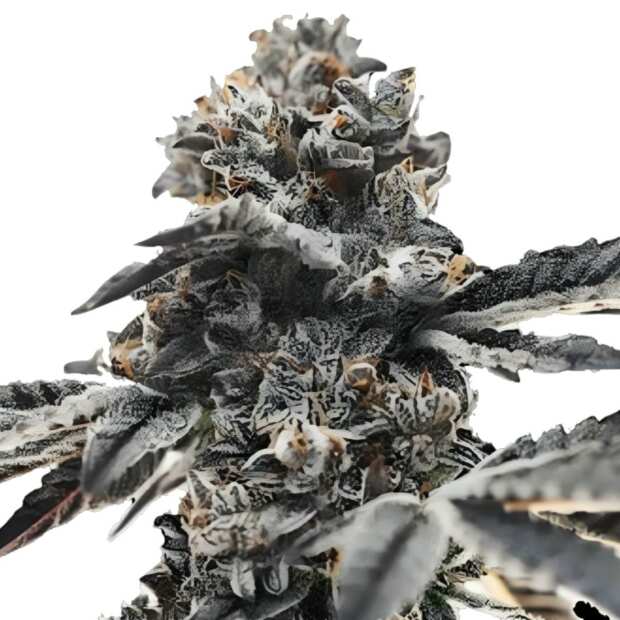 GrowSelect | Ice Cream Cake