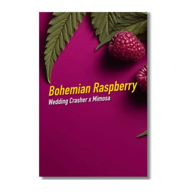Bohemian Raspberry | Feminisierte Cannabissamen von Dope Seeds | 6 Hanfsamen