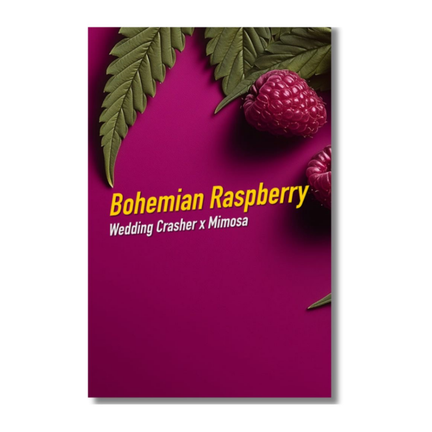 Bohemian Raspberry | Feminisierte Cannabissamen von Dope Seeds