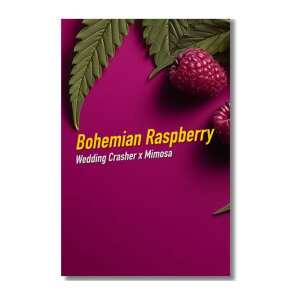 Dope Seeds | Bohemian Raspberry