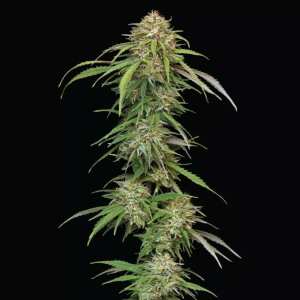 Humboldt Seed Company | Ed Rosenthals Super High Life