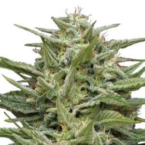 Humboldt Seed Company | Hella Jelly