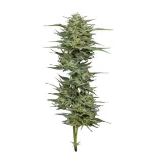 Humboldt Seed Company | Hella Jelly