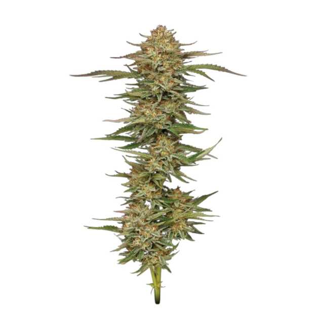 Humboldt Seed Company | Orange Creampop