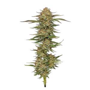 Humboldt Seed Company | Orange Creampop