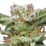 Blueberry Muffin | Feminisierte Cannabissamen von Humboldt Seed Co.