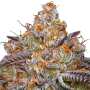 Granny Candy | Feminisierte Cannabissamen von Humboldt Seed Co.