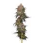 Granny Candy | Feminisierte Cannabissamen von Humboldt Seed Co.