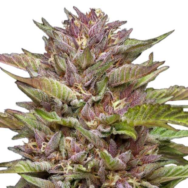 Pineapple Muffin | Feminisierte Cannabissamen von Humboldt Seed Co.