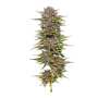 Pineapple Muffin | Feminisierte Cannabissamen von Humboldt Seed Co.