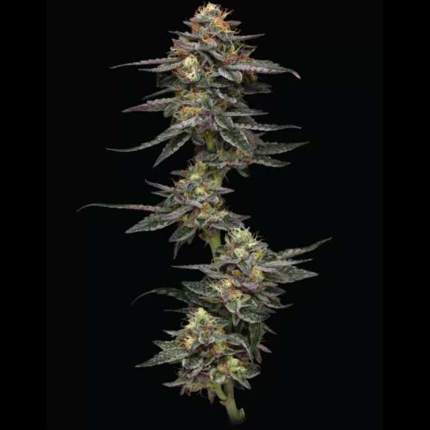 Humboldt Seed Company | Vanilla Frosting