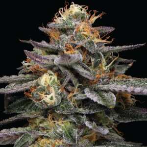 Humboldt Seed Company | Vanilla Frosting