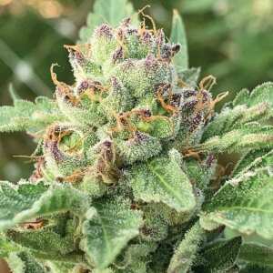 Humboldt Seed Company | Apple Blossom