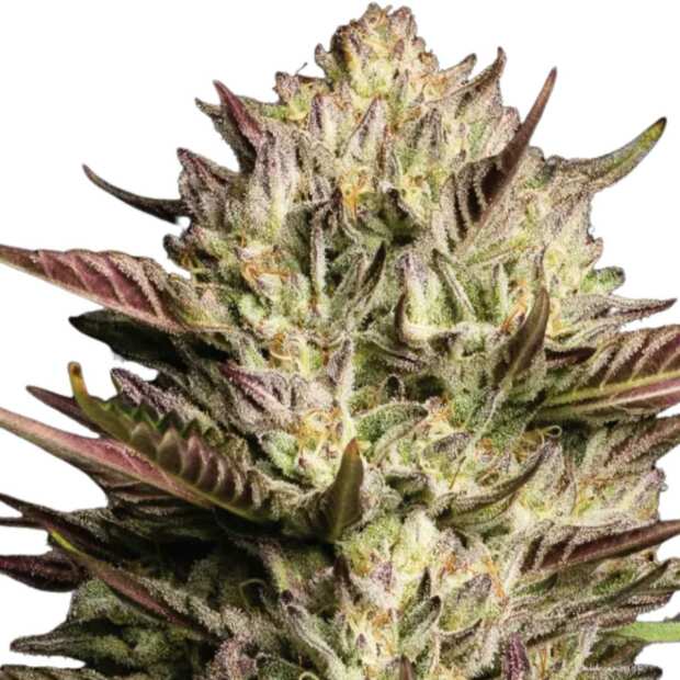 California Octane | Feminisierte Cannabissamen von Humboldt Seed Co.