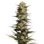 California Octane | Feminisierte Cannabissamen von Humboldt Seed Co.