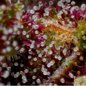 Humboldt Seed Company | Squirt