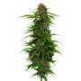 Squirt | Feminisierte Cannabissamen von Humboldt Seed Co.