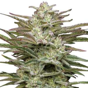 Humboldt Seed Company | Jelly Donutz Auto