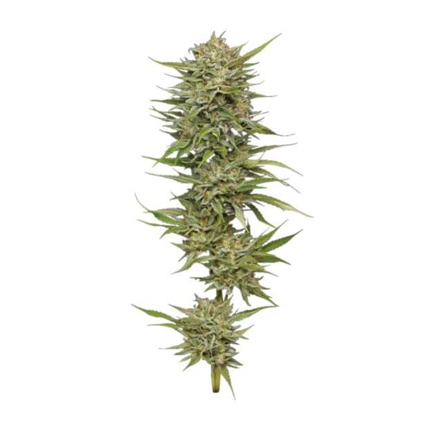 Humboldt Seed Company | OG Kush