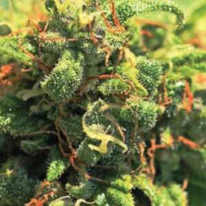 Humboldt Seed Company | Pineapple Upside Down Cake