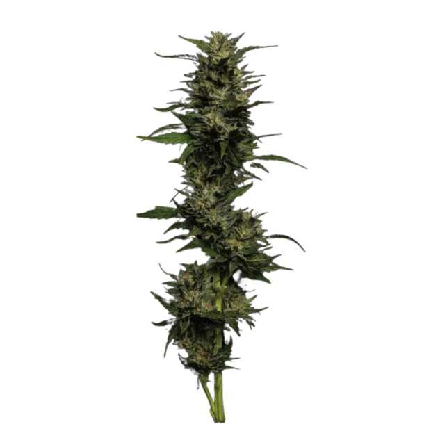 Humboldt Seed Company | Pistachio