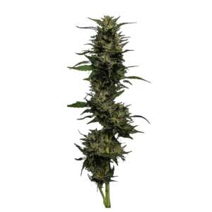 Humboldt Seed Company | Pistachio