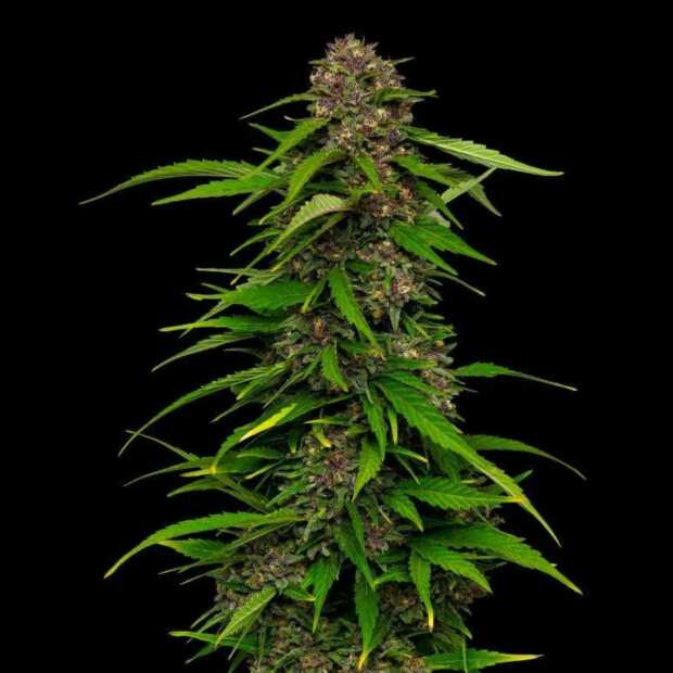 Squirt Auto | Autoflowering Cannabissamen von Humboldt Seed Co. | 3 Hanfsamen