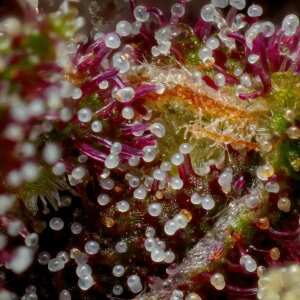 Squirt Auto | Autoflowering Cannabissamen von Humboldt...