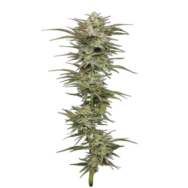 Jelly Donutz Auto | Autoflowering Cannabissamen von Humboldt Seed Co. | 5 Hanfsamen