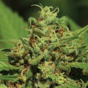 Emerald Fire OG Auto | Autoflowering Cannabissamen von...