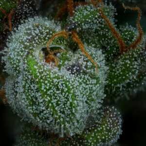 All Gas OG Auto | Autoflowering Cannabissamen von...