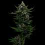 All Gas OG Auto | Autoflowering Cannabissamen von Humboldt Seed Co. | 3 Hanfsamen