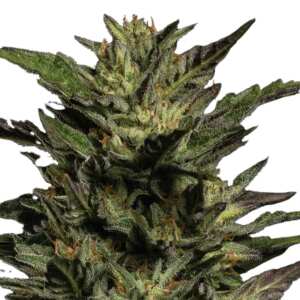 Pistachio | Feminisierte Cannabissamen von Humboldt Seed...
