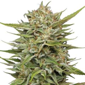 OG Kush | Feminisierte Cannabissamen von Humboldt Seed...