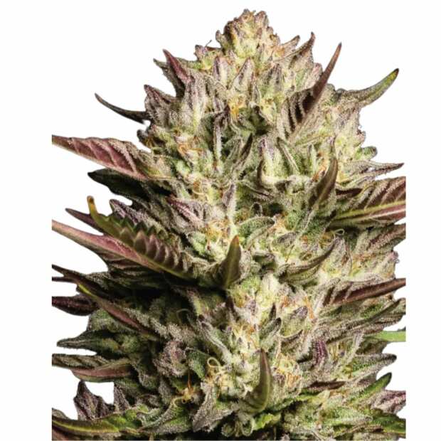Humboldt Sour Diesel | Feminisierte Cannabissamen von Humboldt Seed Co. | 3 Hanfsamen