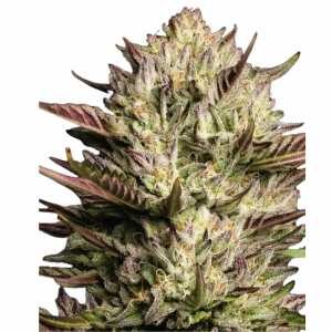Humboldt Sour Diesel | Feminisierte Cannabissamen von...
