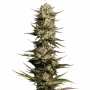 Humboldt Sour Diesel | Feminisierte Cannabissamen von Humboldt Seed Co. | 3 Hanfsamen