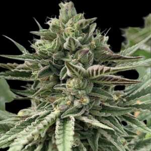 Humboldt Pound Cake | Feminisierte Cannabissamen von...