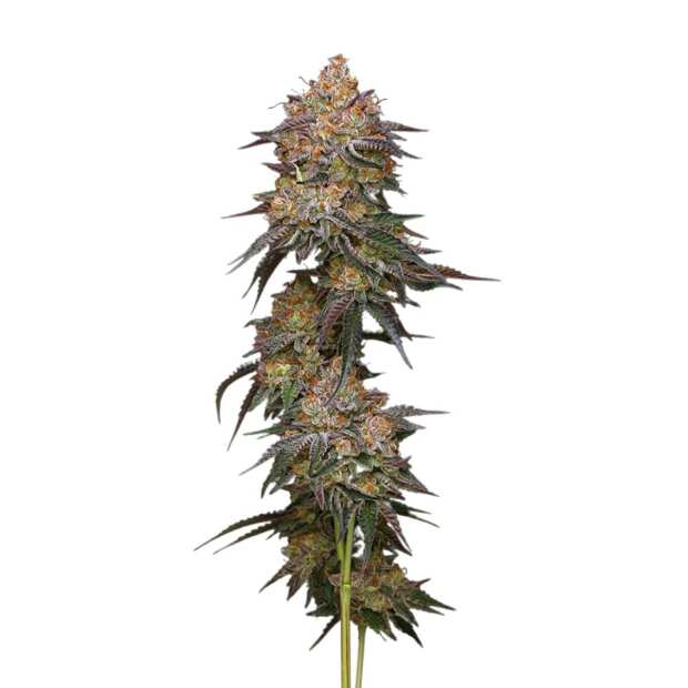 Granny Candy | Feminisierte Cannabissamen von Humboldt Seed Co. | 5 Hanfsamen