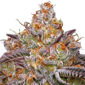 Granny Candy | Feminisierte Cannabissamen von Humboldt...