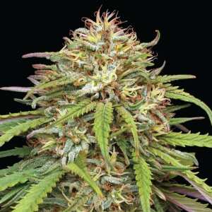 Ed Rosenthals Super High Life | Feminisierte...