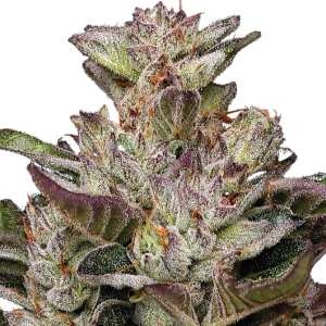 Donutz | Feminisierte Cannabissamen von Humboldt Seed Co....