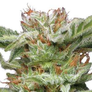 Blueberry Muffin | Feminisierte Cannabissamen von...