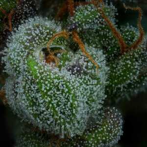 All Gas OG | Feminisierte Cannabissamen von Humboldt Seed...