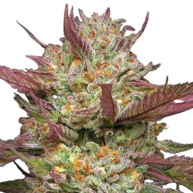 Blueberry Pancake | Feminisierte Cannabissamen von Humboldt Seed Co.