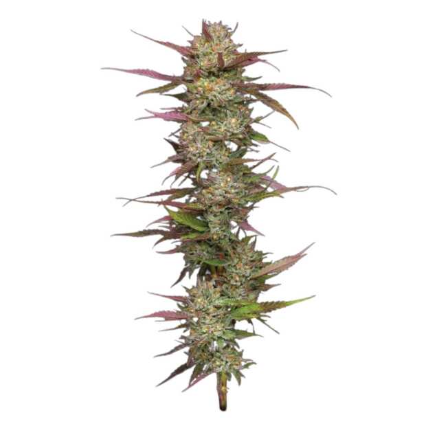 Blueberry Pancake | Feminisierte Cannabissamen von Humboldt Seed Co. | 3 Hanfsamen
