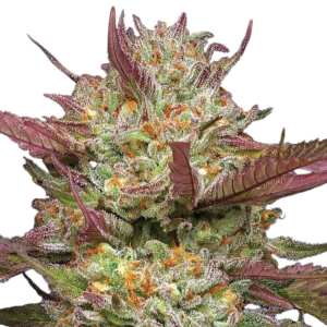 Blueberry Pancake | Feminisierte Cannabissamen von...