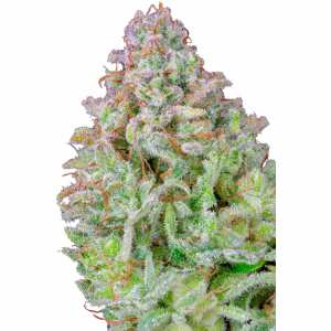 Afghan Kush Auto | Autoflowering Hanfsamen von Fast Buds...