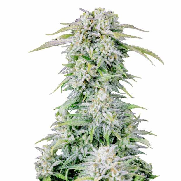 Afghan Kush Auto | Autoflowering Hanfsamen von Fast Buds | 10 Hanfsamen