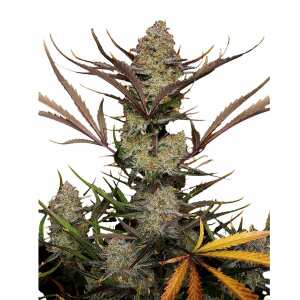Apple Strudel Auto | Autoflowering Hanfsamen von Fast...